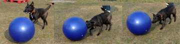 Treibball_1