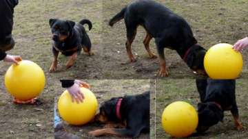 Treibball_4