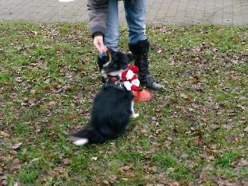 Hundetreffpunkt_26