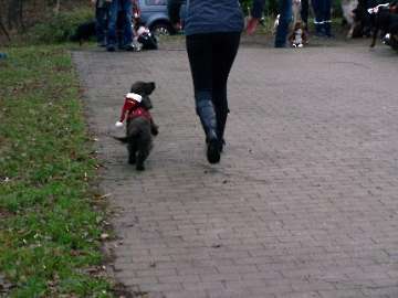 Hundetreffpunkt_48