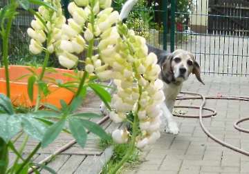 Pension_2