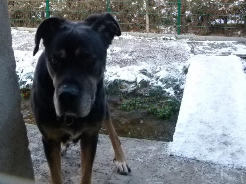 Hunde_1
