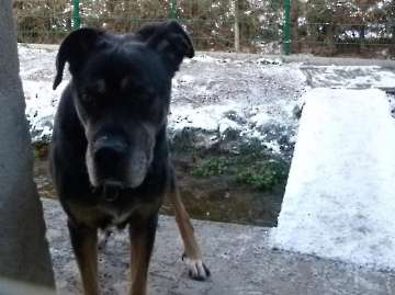 Hunde_1