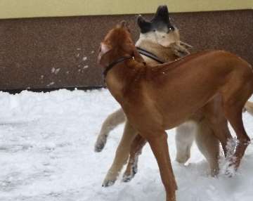 hunde_10