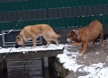 Hunde_10