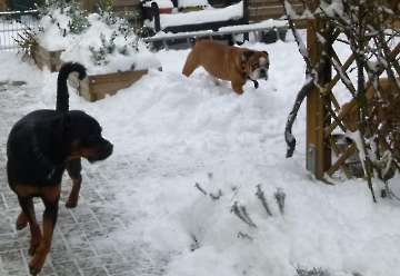 hunde_100