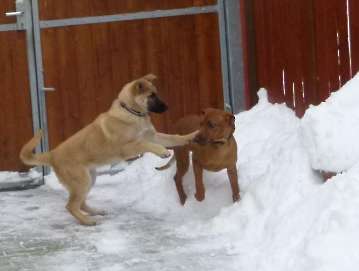 hunde_103