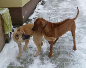 hunde_112
