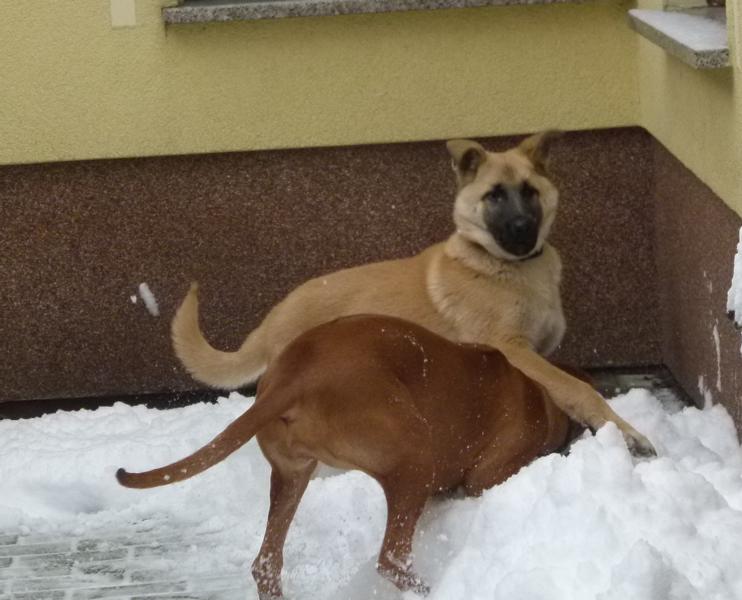 hunde_115