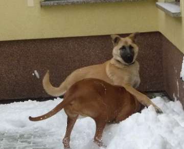 hunde_115