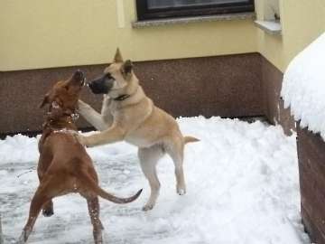 hunde_119