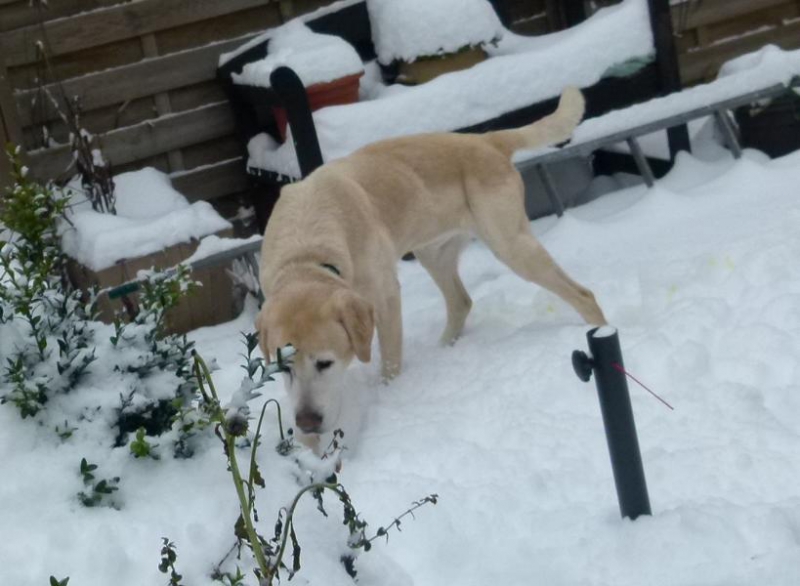 hunde_13