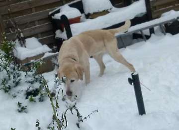 hunde_13