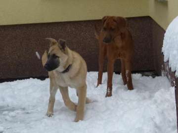 hunde_130