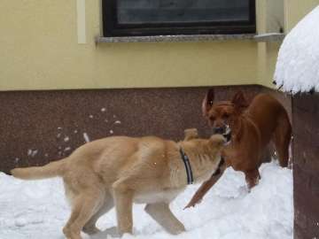 hunde_137