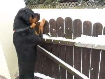 hunde_15
