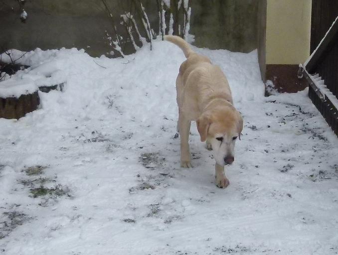 hunde_16