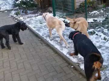 Hunde_17