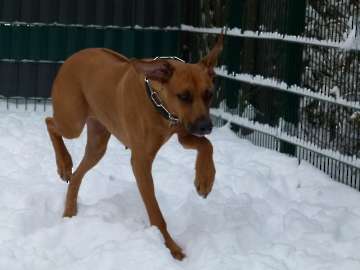hunde_18