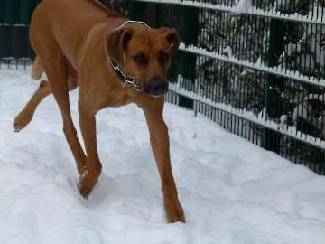 hunde_19