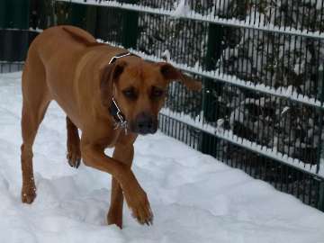 hunde_20