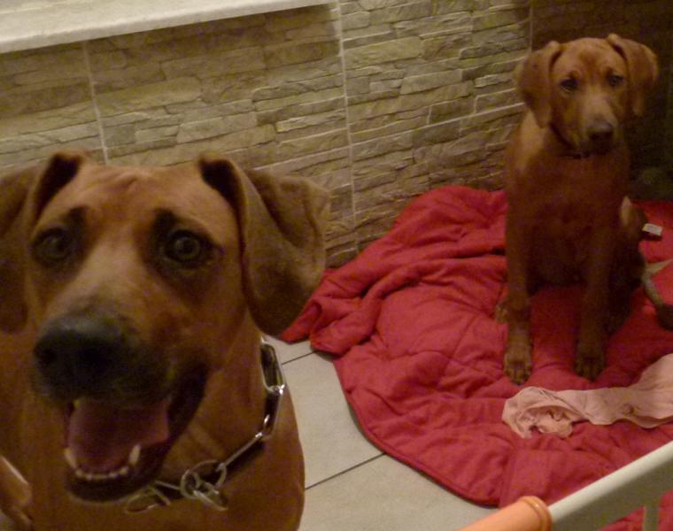 Hunde_20