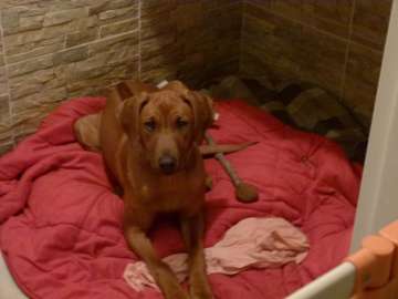 Hunde_21