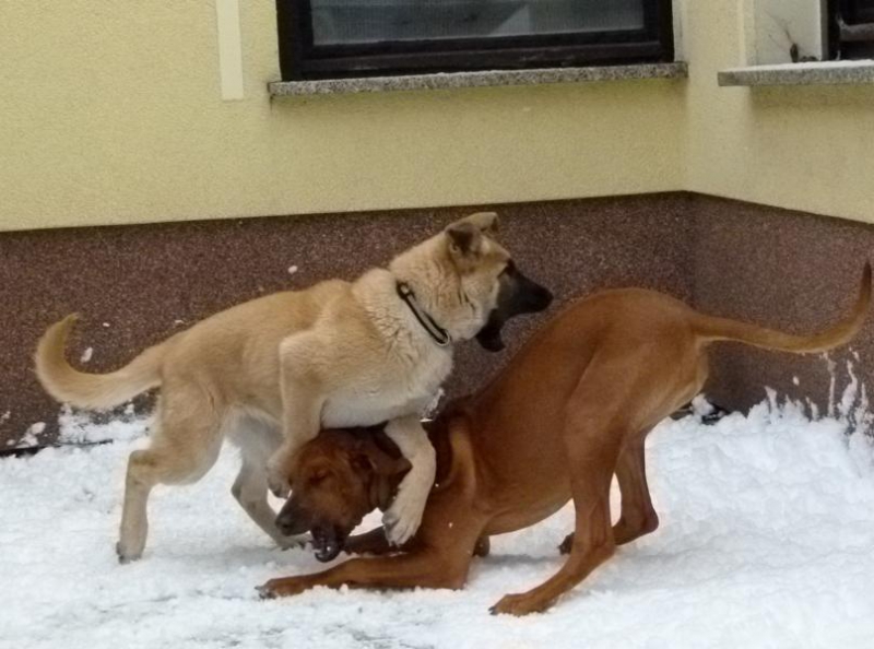 hunde_25