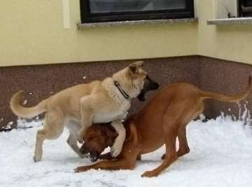 hunde_25