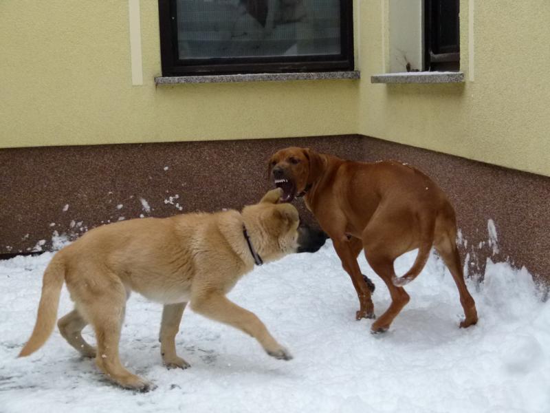 hunde_26