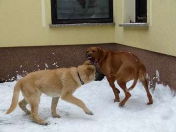 hunde_26