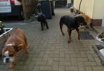 Hunde_28