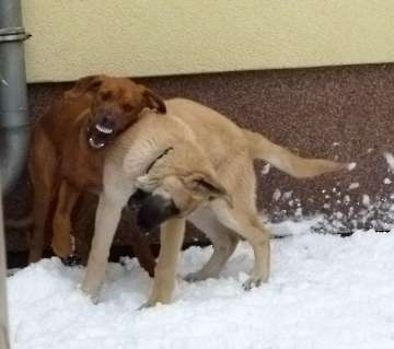 hunde_29