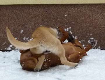 hunde_30
