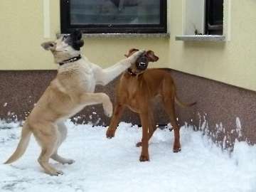 hunde_32