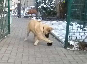 Hunde_32