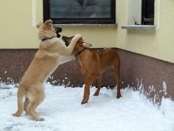 hunde_34