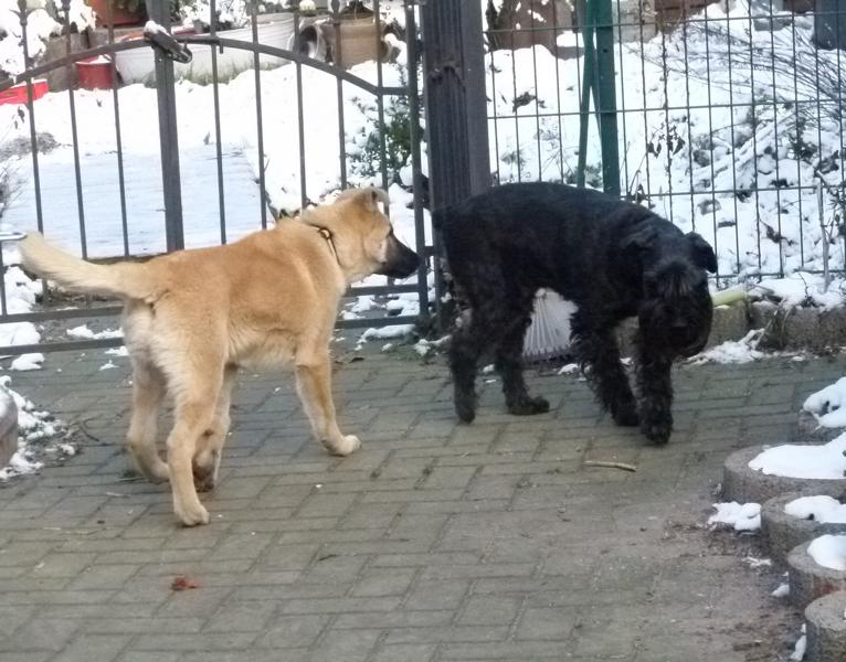 Hunde_36