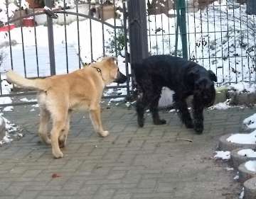 Hunde_36