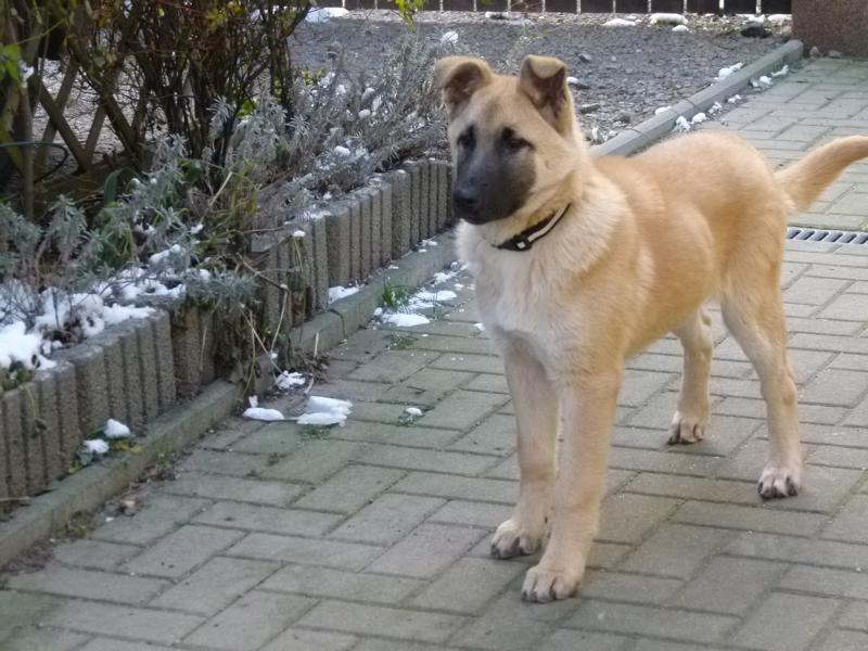 Hunde_41