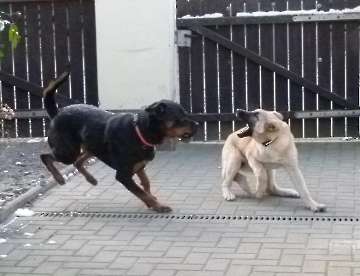 Hunde_43