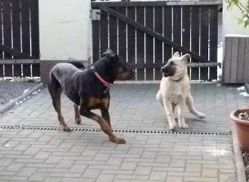 Hunde_44