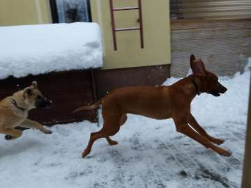 hunde_45