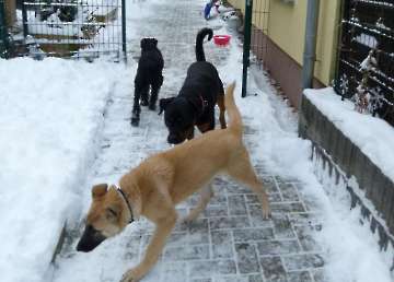 hunde_47