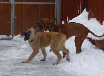 hunde_5