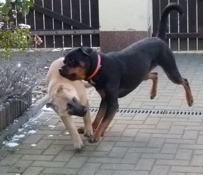 Hunde_50