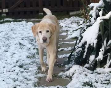 Hunde_54