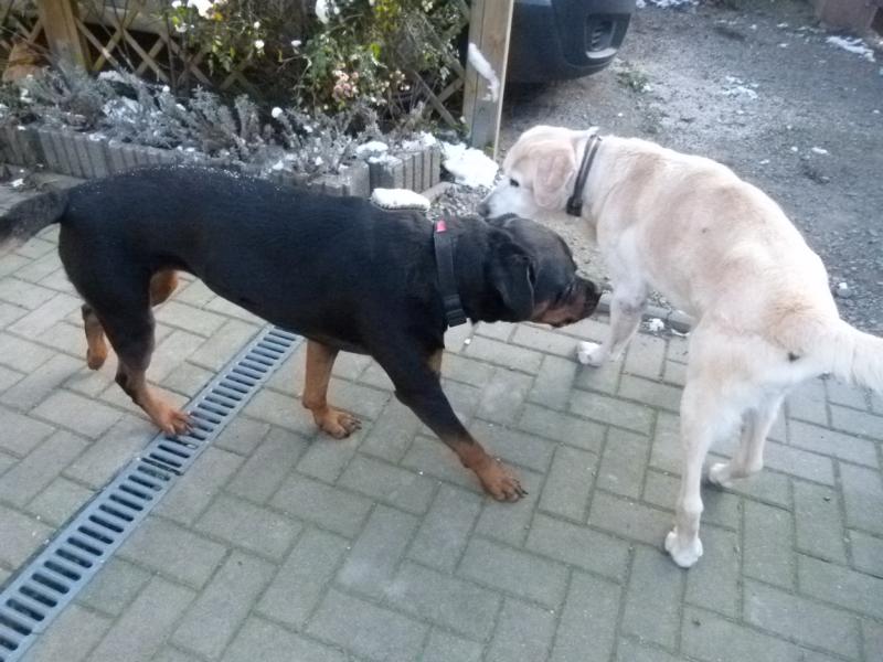 Hunde_55