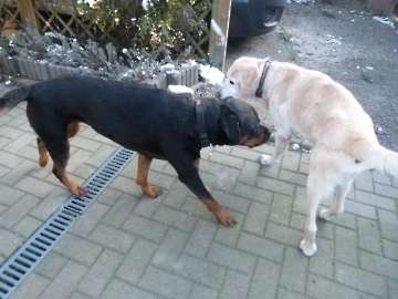 Hunde_55