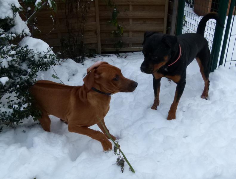 hunde_56